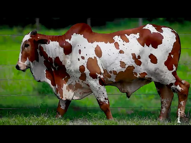 Touro Nelore FESN - 81