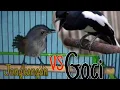 Download Lagu jongkangn vs goci