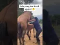 Download Lagu Prosesi Kuda Kawin Yang Lagi Viral