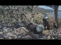 Big Bear eagles What s next for Shadow after Jackie s death