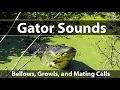 Alligator Sounds: See Gator Bellows, Grunts, and Mating Growls. (Watch the Water Jump on His Back!)