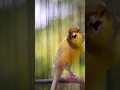 Lagu Best canary singing, most powerful song for training 161 ____ #canarybird #shorts