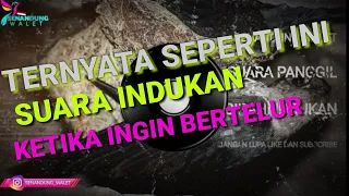 Download suara indukan ketika ingin bertelur MP3