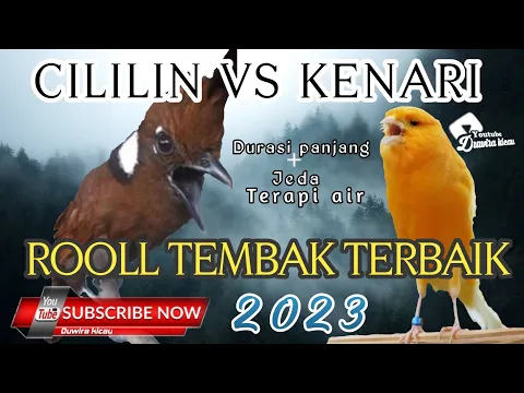 Download MP3 1 JAM MASTERAN BURUNG || CILILIN VS KENARI SUARA JERNIH, PLUS JEDA TERAPI AIR!!