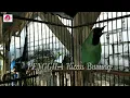 Download Lagu Cucak ijo BONGKAR ISIAN NYRECET dan BESET cocok untuk PANCINGAN cucak ijo mau na