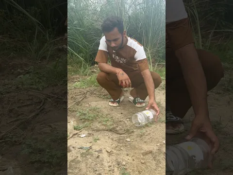 Rat Snake baby😯 #wildliferescue #snakevideo @chitransh_Bhai2.0 #shorts