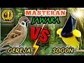 Lagu GEREJA TARUNG VS SOGON - Masteran Tembakan Speed Rapatt