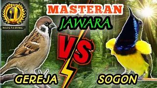 gereja tarung vs sogon masteran tembakan speed rapatt