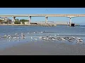 Low Tide at Sebastian Inlet Beautiful Inlet View Birds