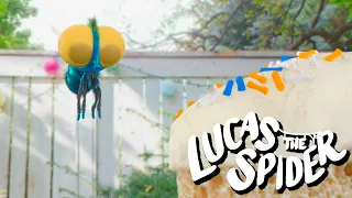 Findley Gets a Surprise Birthday Cake | Cartoon for Kids | Lucas the Spider
