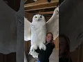 Download Lagu DO OWLS GET THAT BIG?? #giant #owl #strangerthings