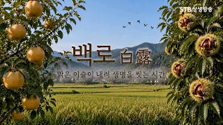 맑은 이슬이 내려 생명을 씻는 시간, 백로 / 절기산책 #STB #상생방송