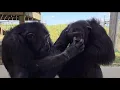 Tonka at Save the Chimps