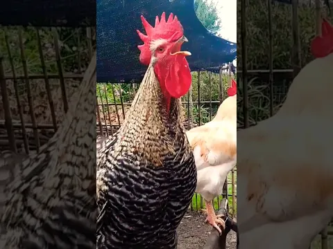 Gallo cantando #gallos #shorts #youtubeshorts #youtube