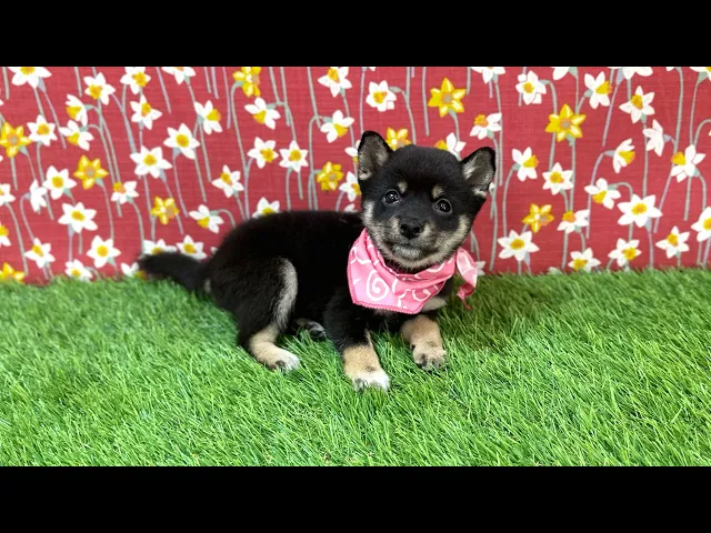 動画