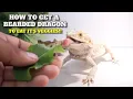 How To Get Any Bearded Dragon To Eat It s Veggies Guaranteed To Work