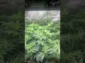 Download Lagu Good morning! Did you get Valentine’s Day flowers? #cannabis #cannabiseducation #RS11 #Tangie #grow