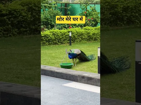 My Peacock| National bird