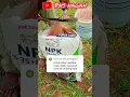 Download Lagu Untuk Lahan Gambut Urea tidak perlu banyak Bosque #palmoil #sawit #pupuk #pupuksawit