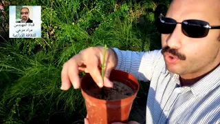 مرجان او روسيليا أجمل نبات مزهر طرق تكاثر وتسميدورى          حلقة     دندنها