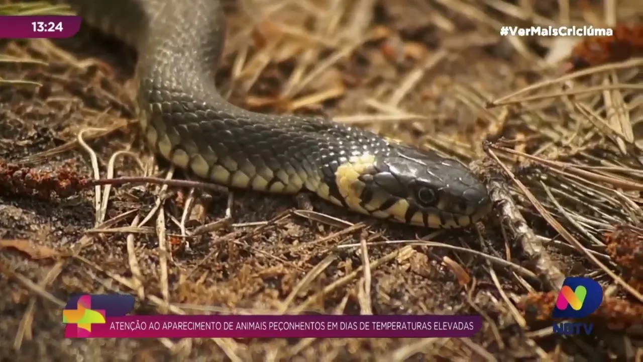 Animais peçonhentos aparecem com mais frequência no verão