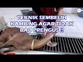 Download Lagu Cara Sembelih Kambing RPH untuk Tidak Bau PRENGUS !!
