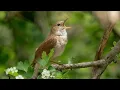 Download Lagu Bird Sound Ringtone ।। Best Bird Ringtone
