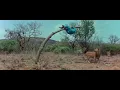 Download Lagu The Gods Must Be Crazy 1984 Movie funny Lion scene