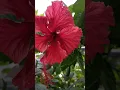 Download Lagu Nursery Secret Hibiscus🌺 #garden #gardening  #hibiscus #viral #trending #shorts #short #yt #ytshorts