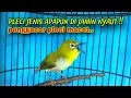 Download Lagu Pleci Ngecir + Ngeriwik Sambung Ngalas Penggacor Semua Jenis Pleci Di Jamin Ampuh
