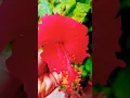 Download Lagu bavo bangaram #song #folksong #short #video