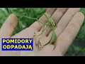 Download Lagu Pomidory ODPADAJĄ. Najważniejszy Okres w Uprawie Pomidorów. Kwiaty Pomidorów Usychają, Nie Rozwijają