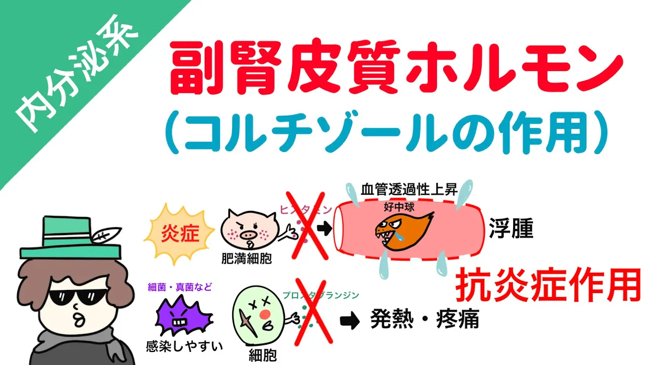 副腎皮質ホルモン(糖質コルチコイド・コルチゾールの作用)