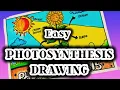 How to draw photosynthesis Project Photosynthesis drawing Science project class 10