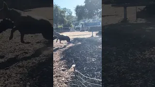Dog park !! #fyp #dream #youtube #doberman #pets
