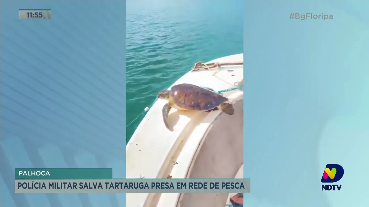 Tartaruga, presa em rede de pesca, é resgatada próximo a Ponta do Papagaio, em Palhoça