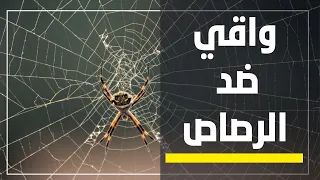 صورة ومعلومة  حقائق لن تصدقها عن خيط العنكبوت دندنها