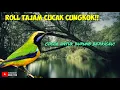 Lagu MASTERAN CUCAK CUNGKOK GACOR ROLL PANJANG