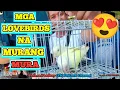 Download Lagu LOVEBIRDS UPDATE SA HULONG DUHAT MALABON