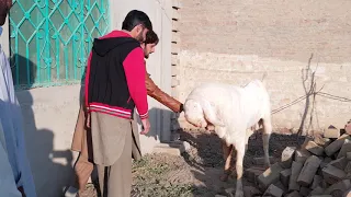 sabse khatarnak bakra bada bakra takre maarta hai