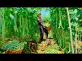 Download Lagu Harvest Yardlong Beans To Sell At The Market, Cook A Meal With Beans, Garden, Raise Animals.
