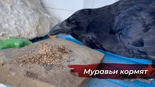 Как приучить птицу к новым вещам? Принимаем подарки подписчиков!