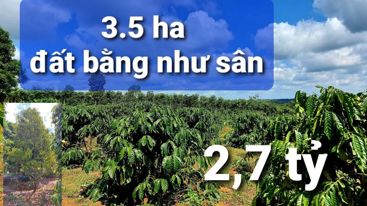 Bán 3.5 ha sầu riêng và cà phê và cây ăn trái. Đata bằng như sân.