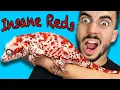 Super Blotched Gargoyle Gecko Unboxing Holdbacks