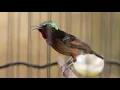 Download Lagu Semua burung KOLIBRI NINJA PASTI MERESPON suara PANCINGAN KONIN GACOR ini