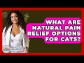 What Are Natural Pain Relief Options For Cats - Ask A Pet Vet