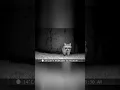 Download Lagu Raccoon Visits in the Backyard