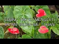 Download Lagu Sering Tak Ku Mengerti Jalan-Jalan Mu Tuhan || Lyric