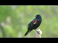 Lagu The call of the Red-winged Blackbird - Bird Sounds | 10 Hours