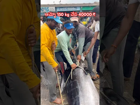 ఆమ్మో 150 kg చేప 40000 ₹ #fish #tunafish #viral #fishing #seafood #fishlover